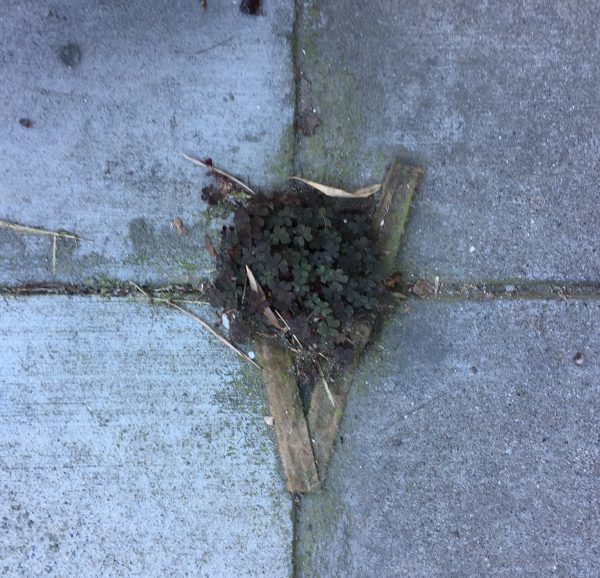 Patch Of Clover Growing From Cracks In The Sidewalk