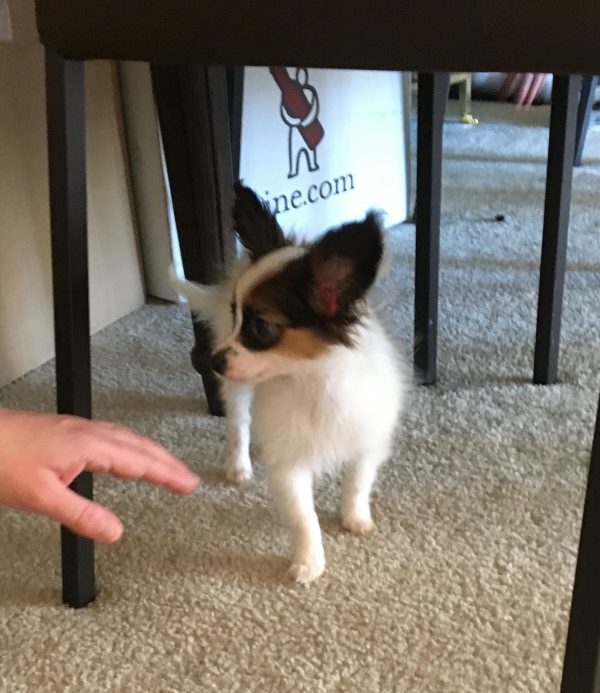 Papillon Puppy Under Table Inspects Hand From Out Of Frame