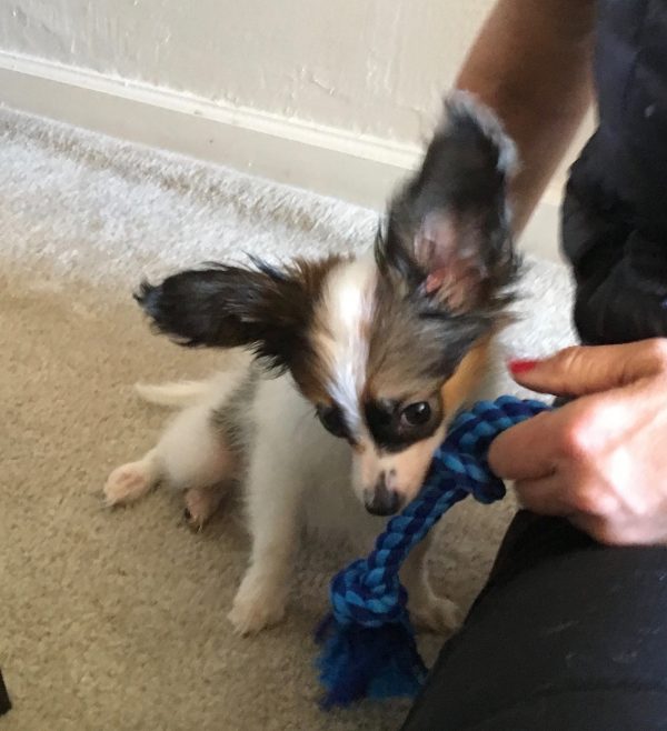 Papillon Puppy Giving Camera Sideeye While Chewing On Rope Toy