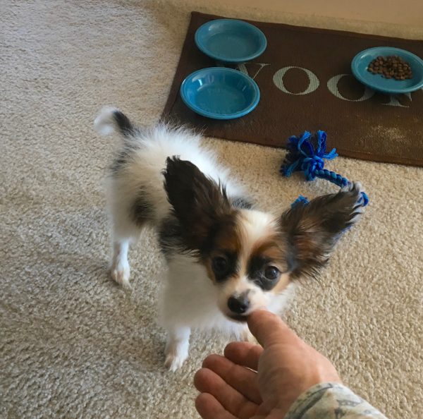 Papillon Puppy With Ridiculous Ears Sniffs Photographer's Extended Hand