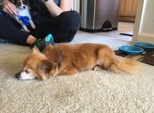 Long Haired Chihuahua In Speed Bump Position On The Carpet