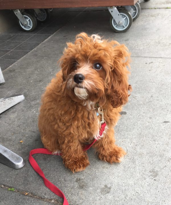 cavalier king charles spaniel mixed with poodle