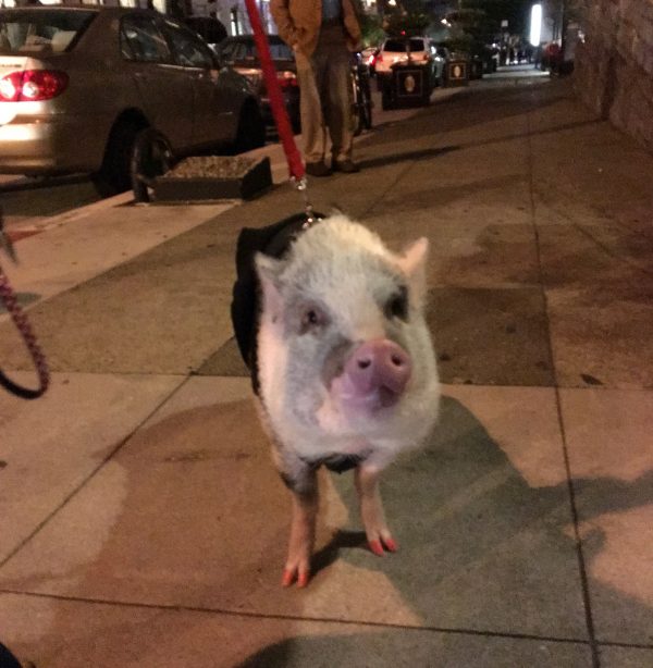 LiLou the Therapy Pig With Red-Painted Trotters