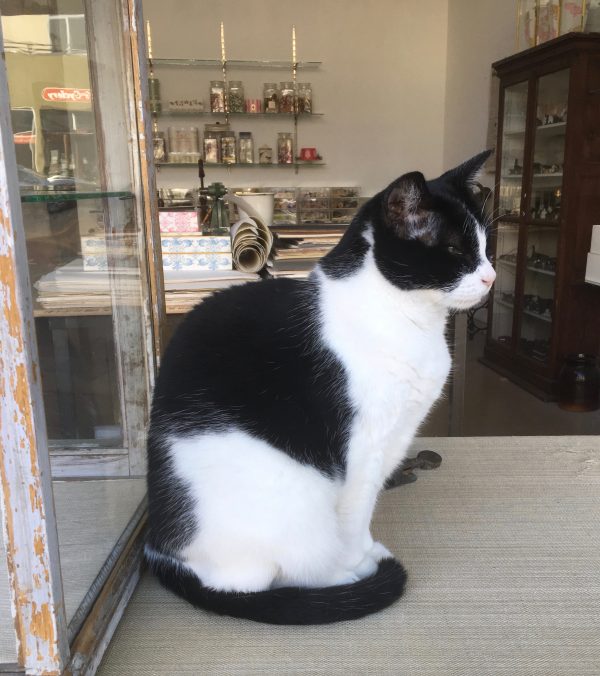 Tuxedo Kitten In Antique Shop