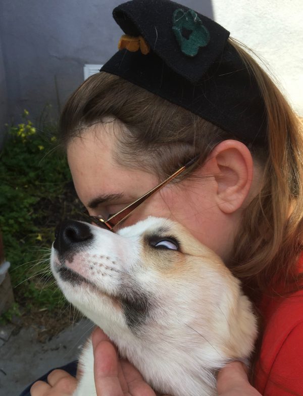Pembroke Welsh Corgi Puppy Making An Ambiguously Hilarious Face