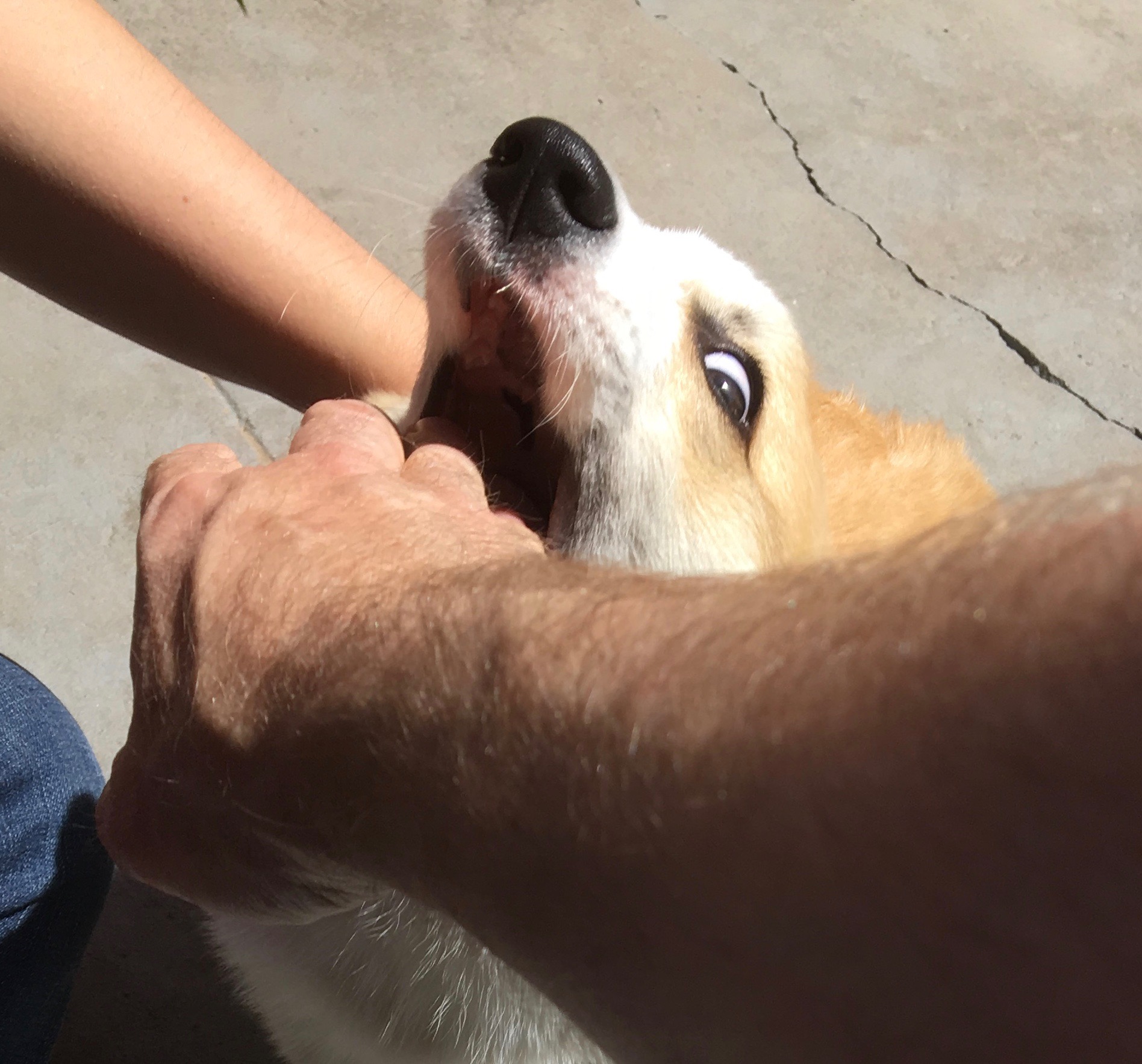 Surprised Corgi Chewing On Man's Hand