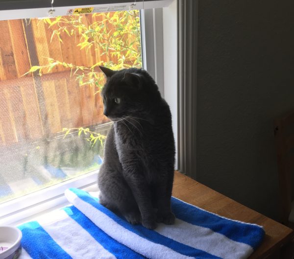 Grey Kitty In Sitting In A Window