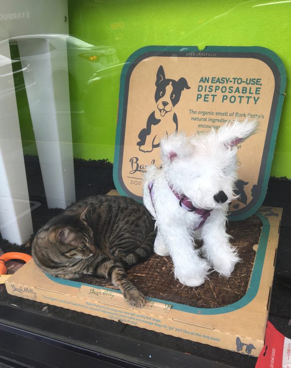 A Real Cat And A Stuffed Animal Dog Lying On A Pet Potty