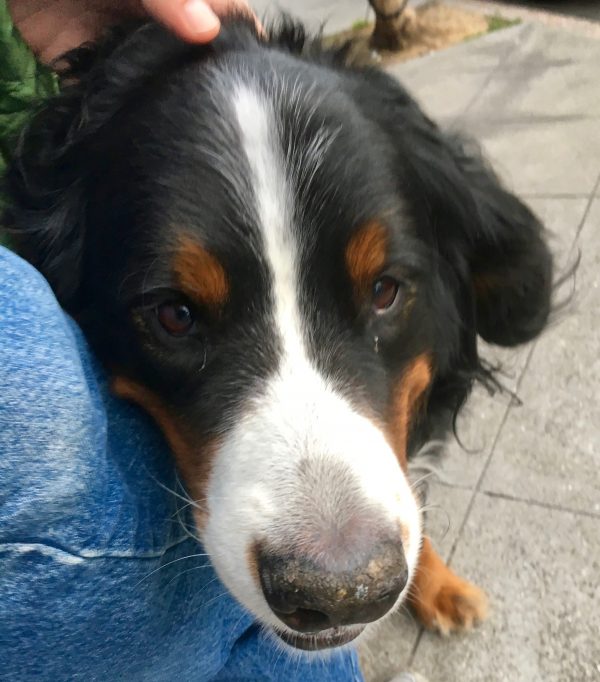 Bernese Mountain Dog Face Smiling At The Camera