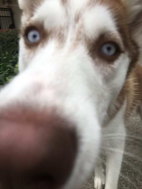 Dog Nose Shot Of Copper Husky With Blue Eyes