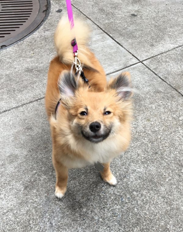 Dog That Looks Remarkably Like A Fox