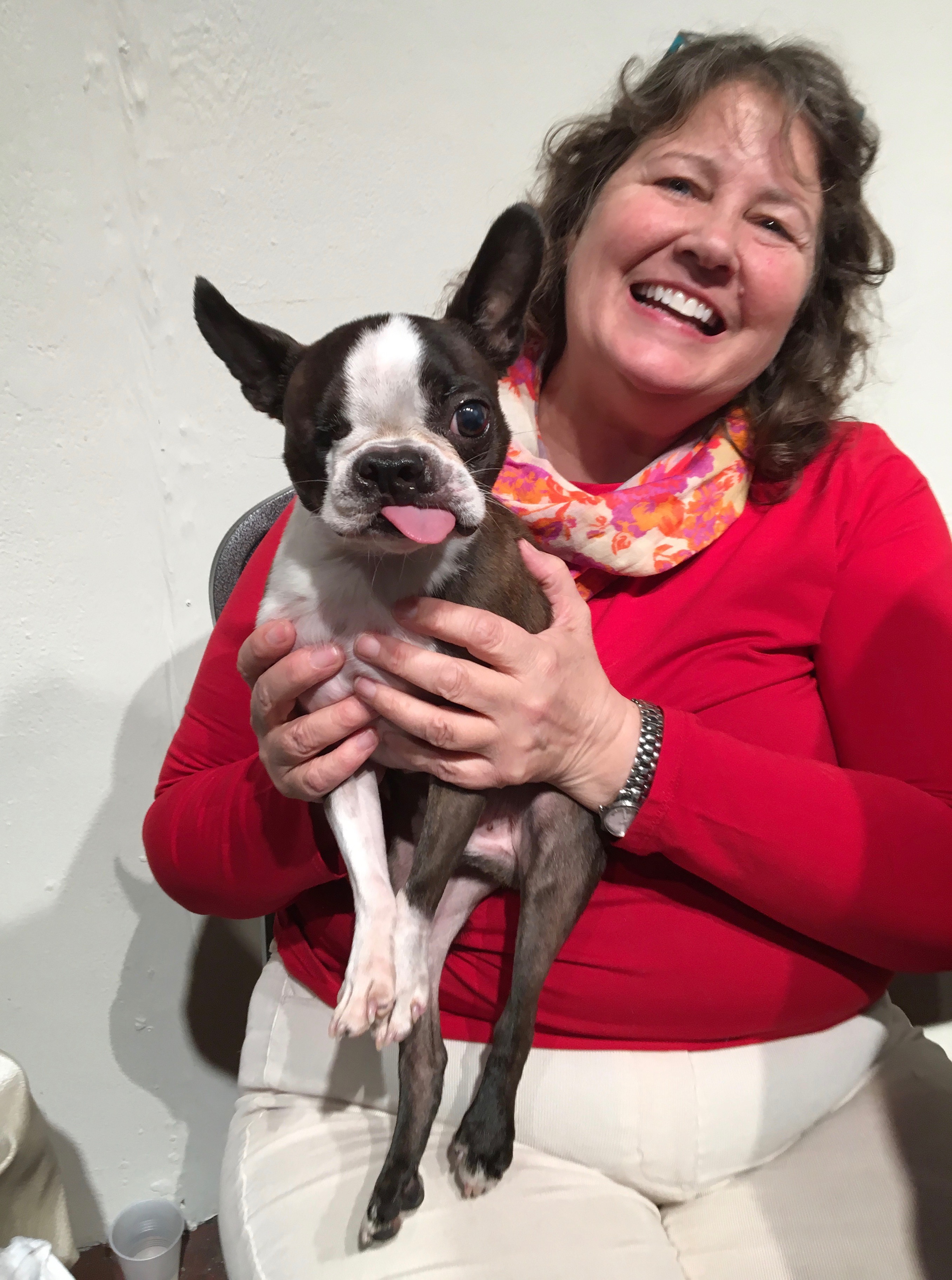One-Eyed Boston Terrier With His Tongue Permanently Stuck Out