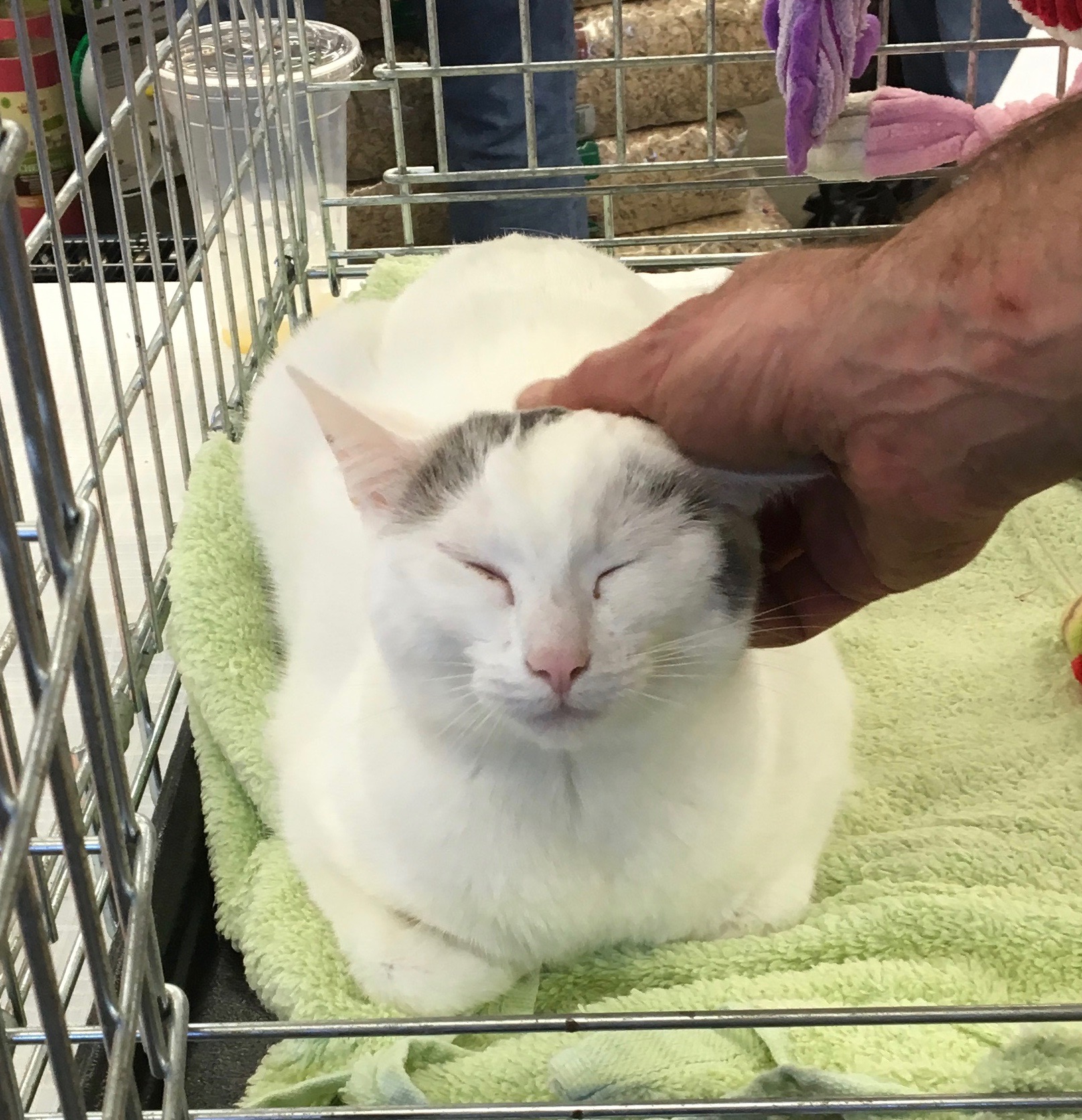 White Cat With Grey Patches And Pink Nose Sitting In Cage And Being Petted