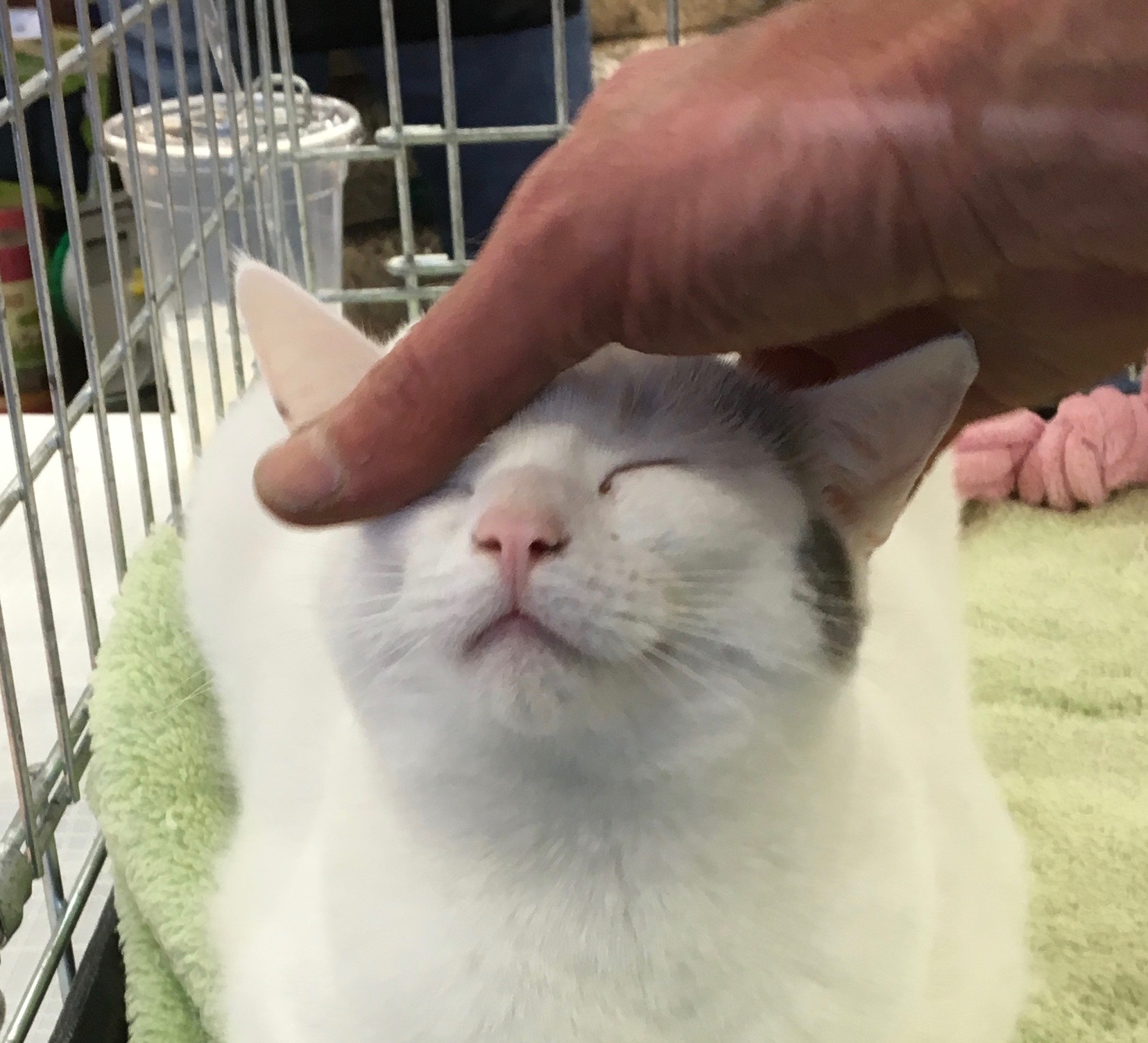 White Cat With Grey Patches And Pink Nose Sitting In Cage And Grinning As He Is Being Petted