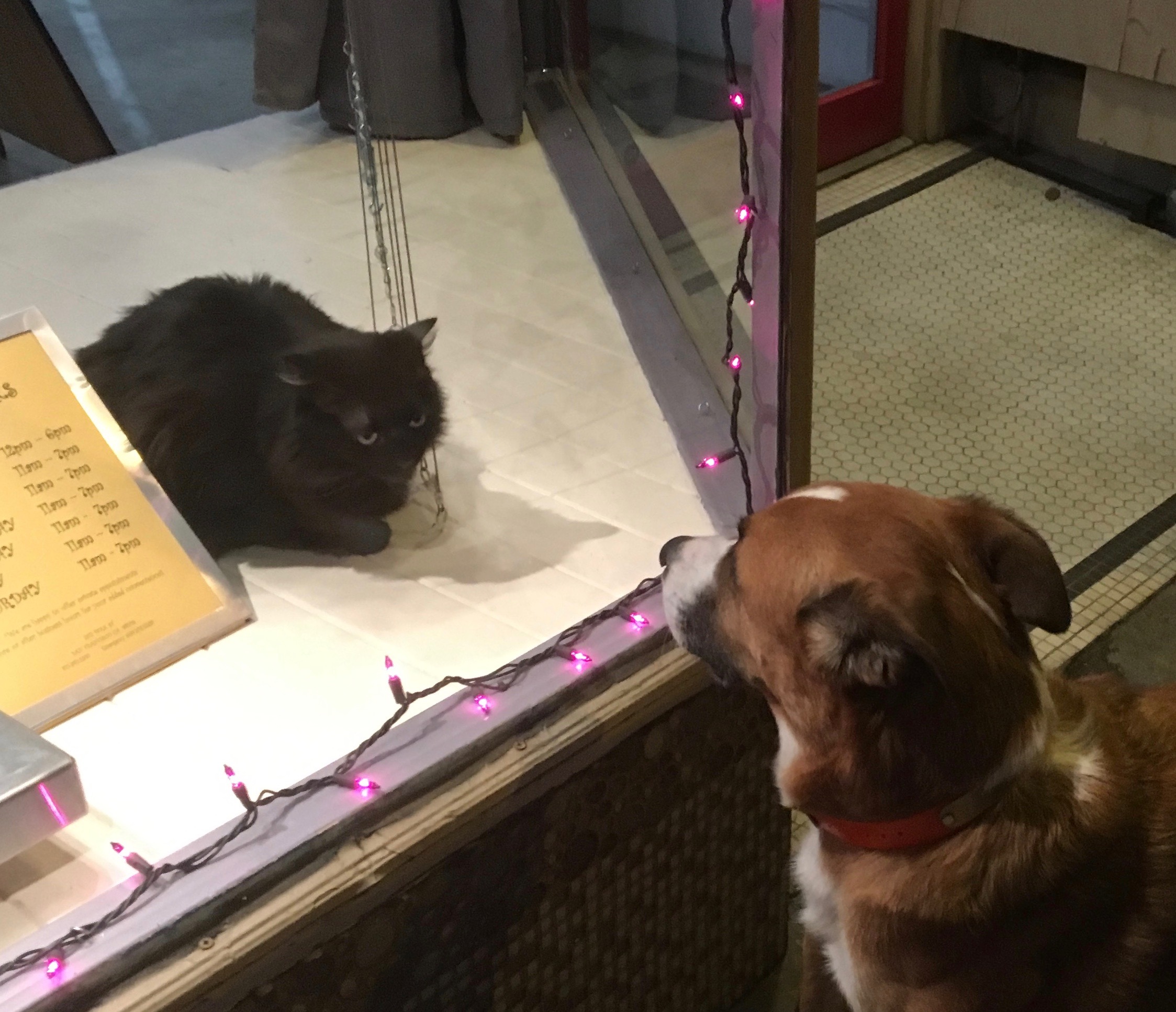 Black Cat Looking Out At Dog From Behind Store Window