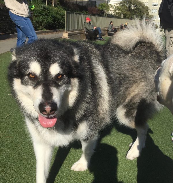 Malamute Sticking Out His Mouth