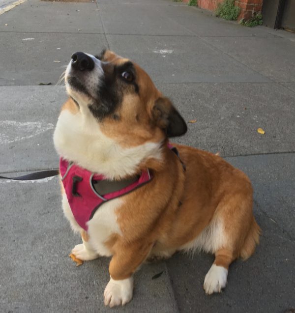 Pembroke Welsh Corgi With Black Muzzle Looking Offended