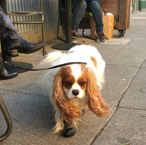 Cavalier King Charles Spaniel In Boots