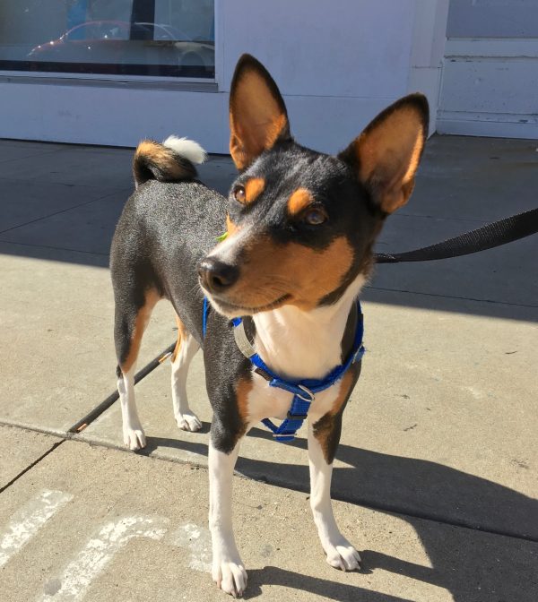 Tricolor Basenji Looking Dubious