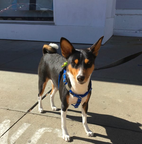 Tricolor Basenji Looking Dubious
