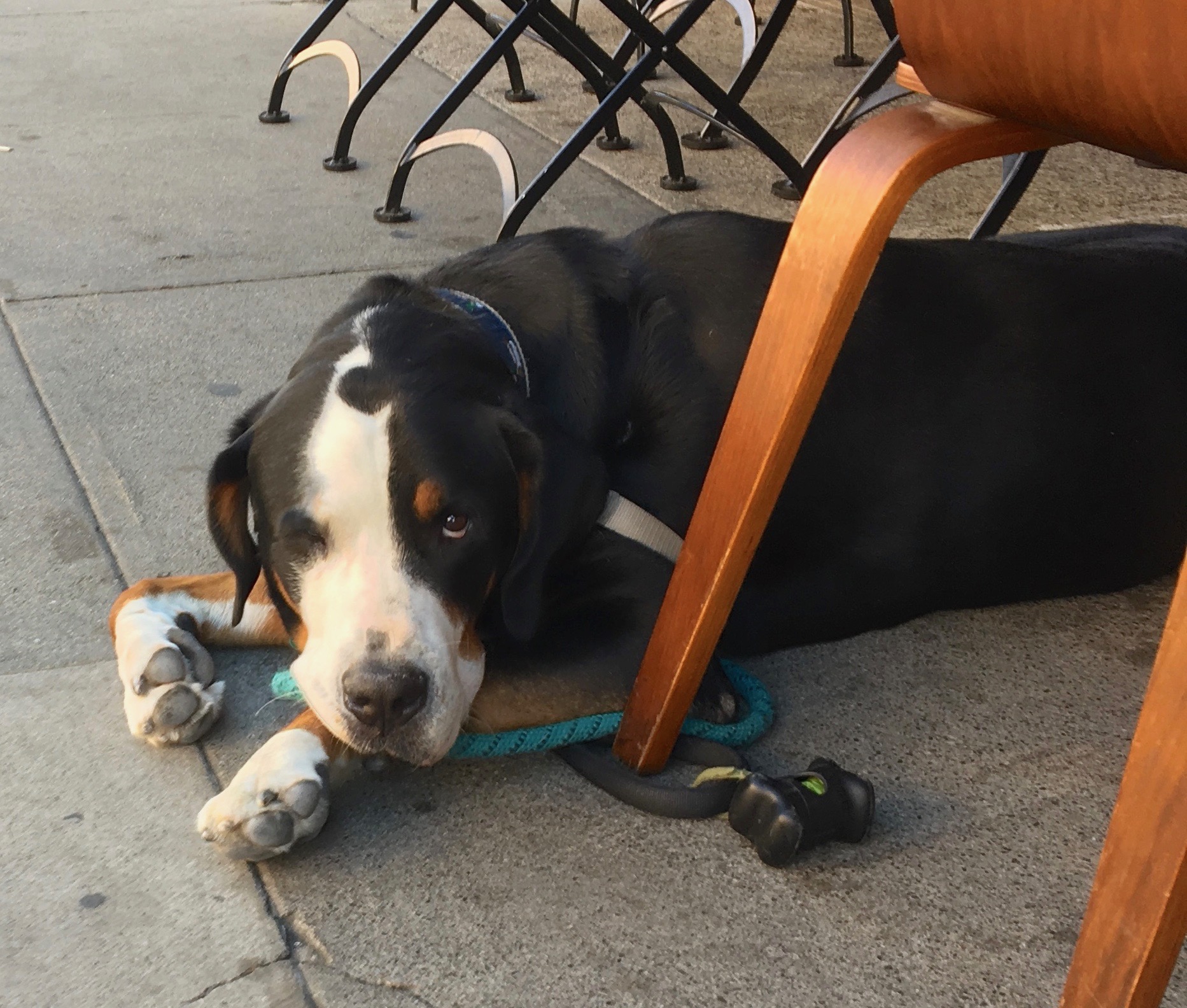 Greater Swiss Mountain Dog Looking All Tuckered Out