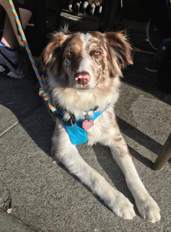 Red Merle Australian Shepherd With Partly Pink Nose