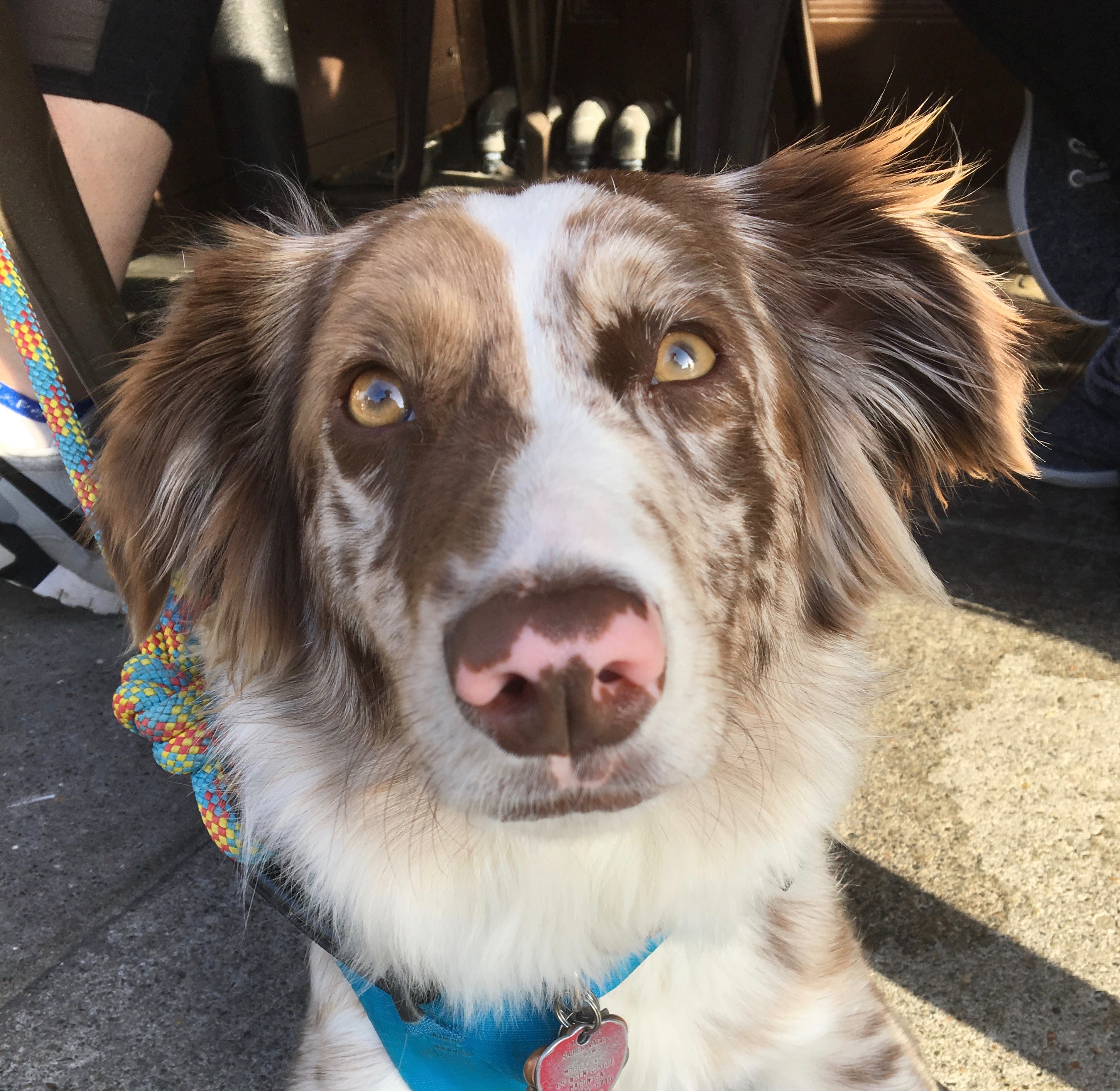 Red Merle Australian Shepherd With Partly Pink Nose