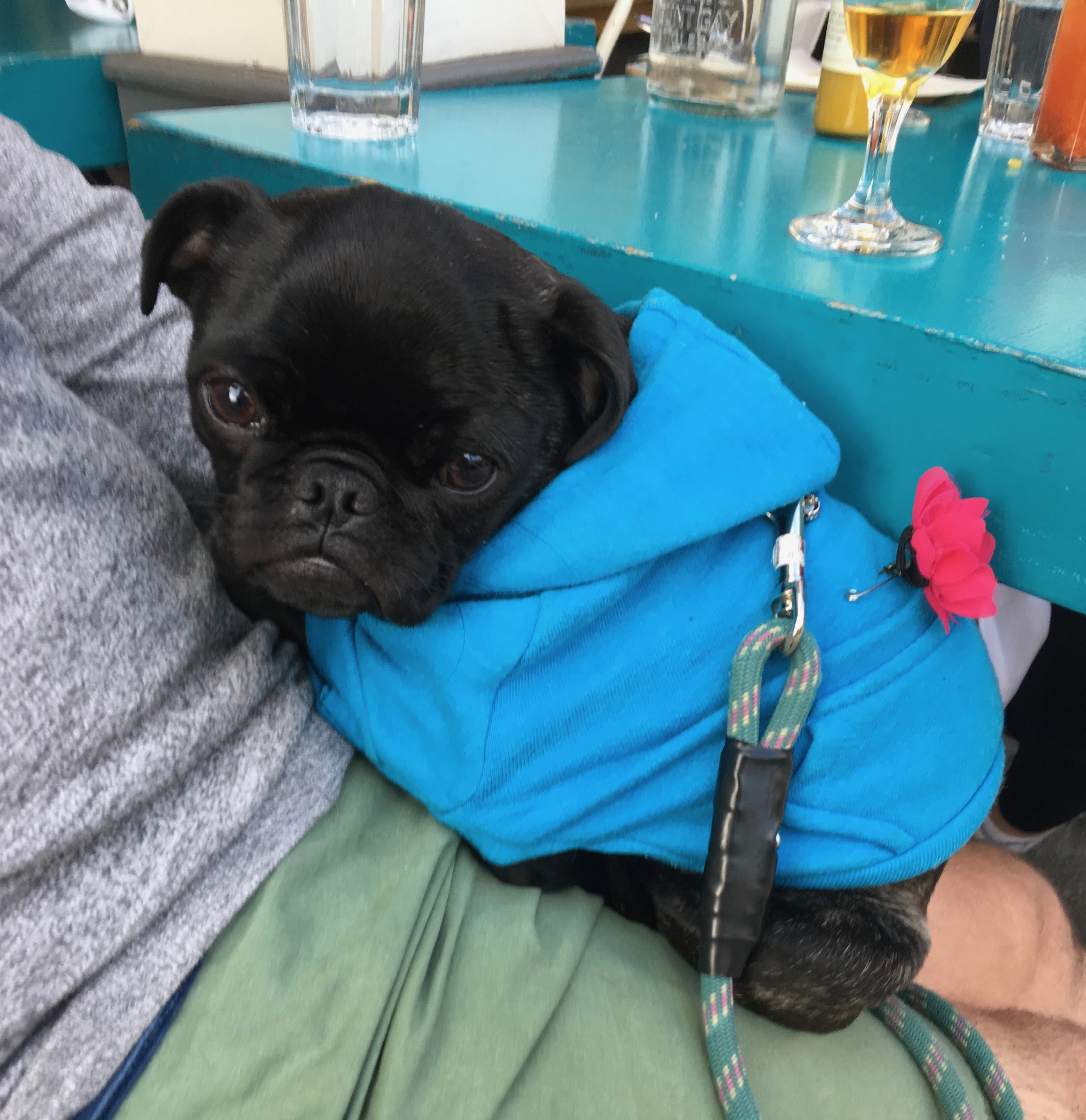 Black Pug Puppy In Blue Hoodie On Man's Lap
