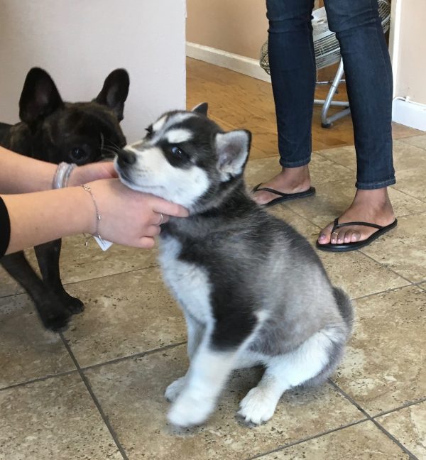 Woman Removing Tag From 8-Week-Old Husky's Collar