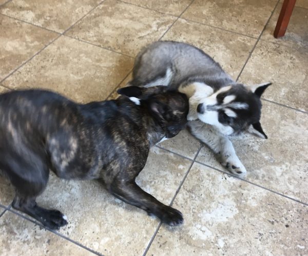 Six-Week-Old Husky Puppy Playing With French Bulldog