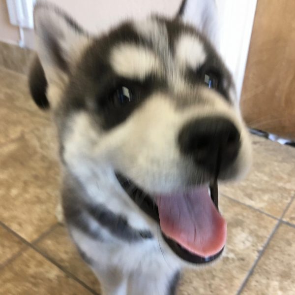 Blurry Picture Of Eight Week Old Husky Puppy Grinning Happily