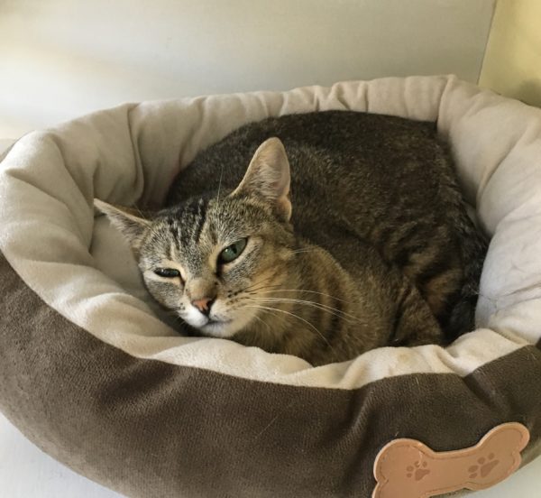 Tiger Tabby Cat Lying In Cat Bed