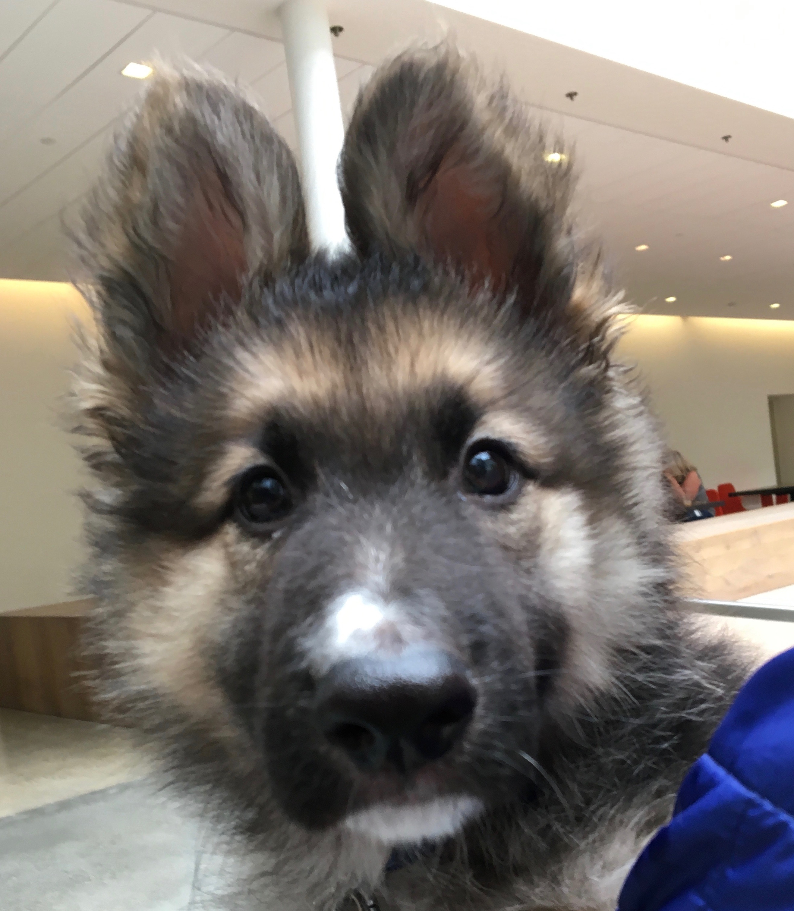 Closeup Of German Shepherd Puppy With Ears Askew