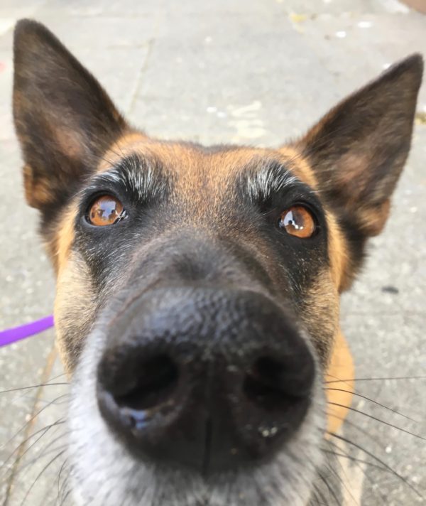 The Nose Of A Belgian Shepherd With Really Great Eyebrows