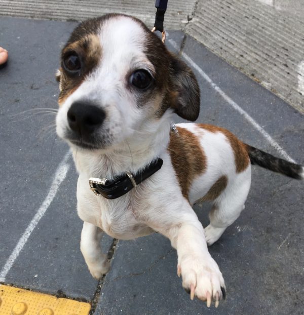 Chihuahua Jack Russell Terrier Mix Puppy Looking Concerned