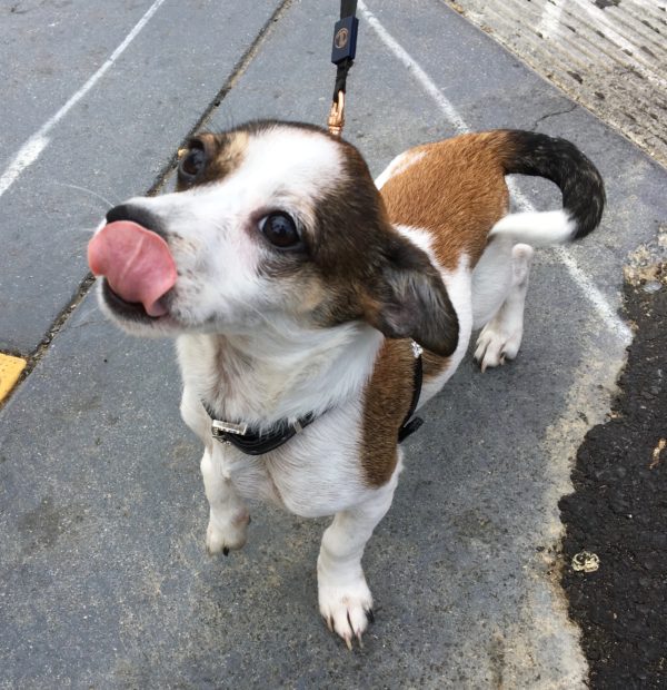Chihuahua Jack Russell Terrier Mix Puppy Sticking Out His Tongue