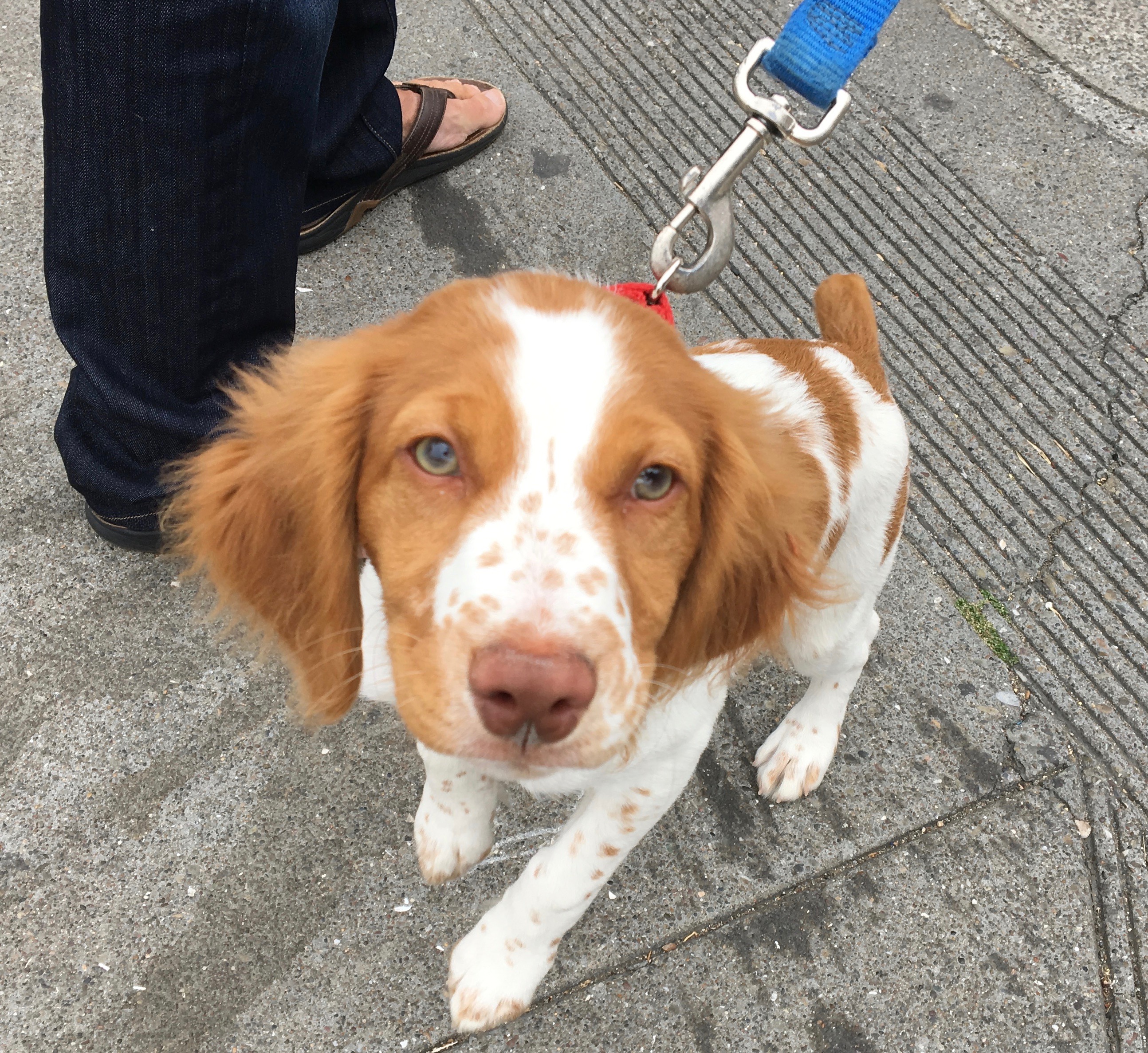 Dog of the Day: Brit the Brittany Spaniel Puppy | The Dogs of San Francisco