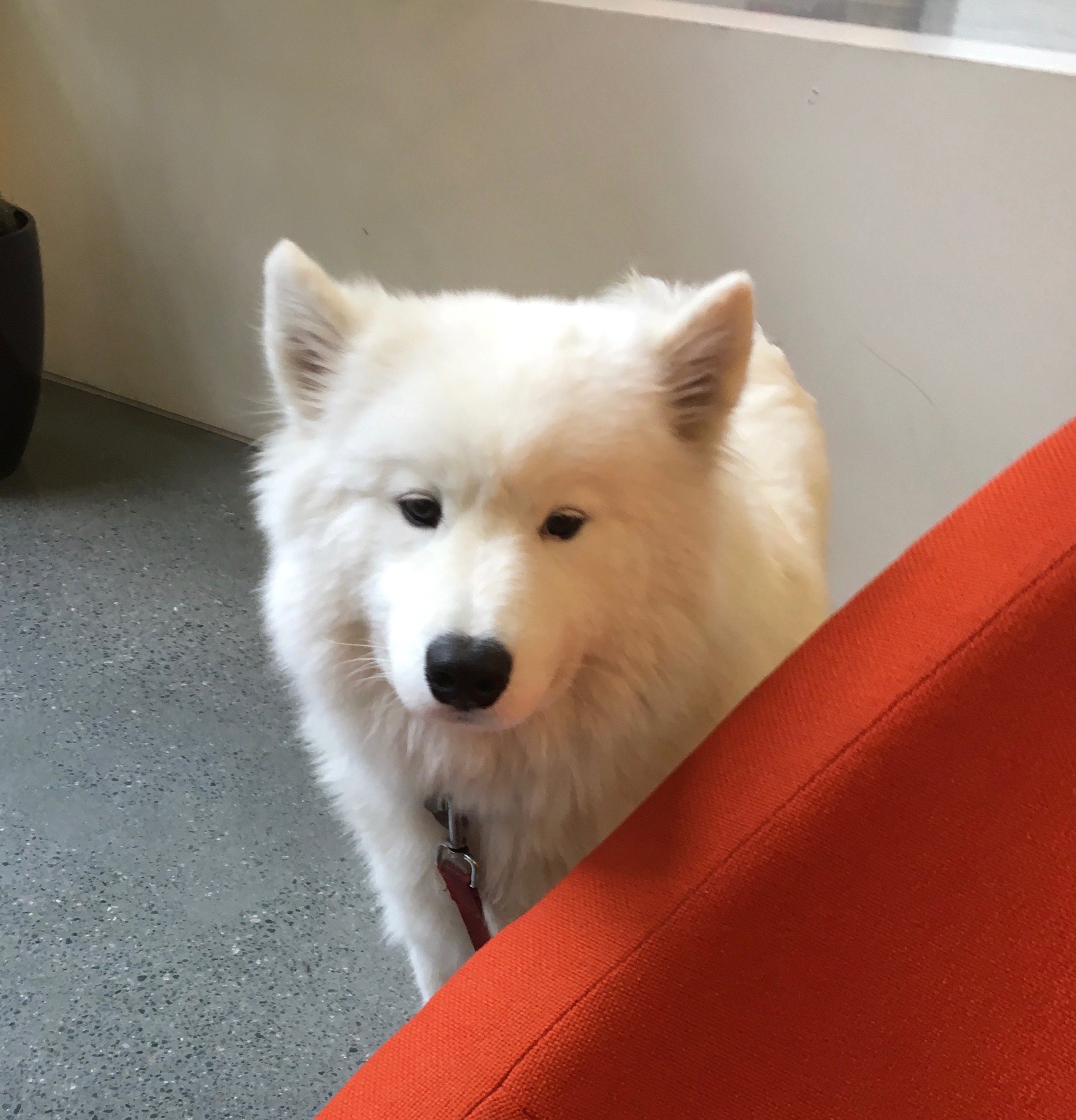 Samoyed Looking Mildly Unhappy