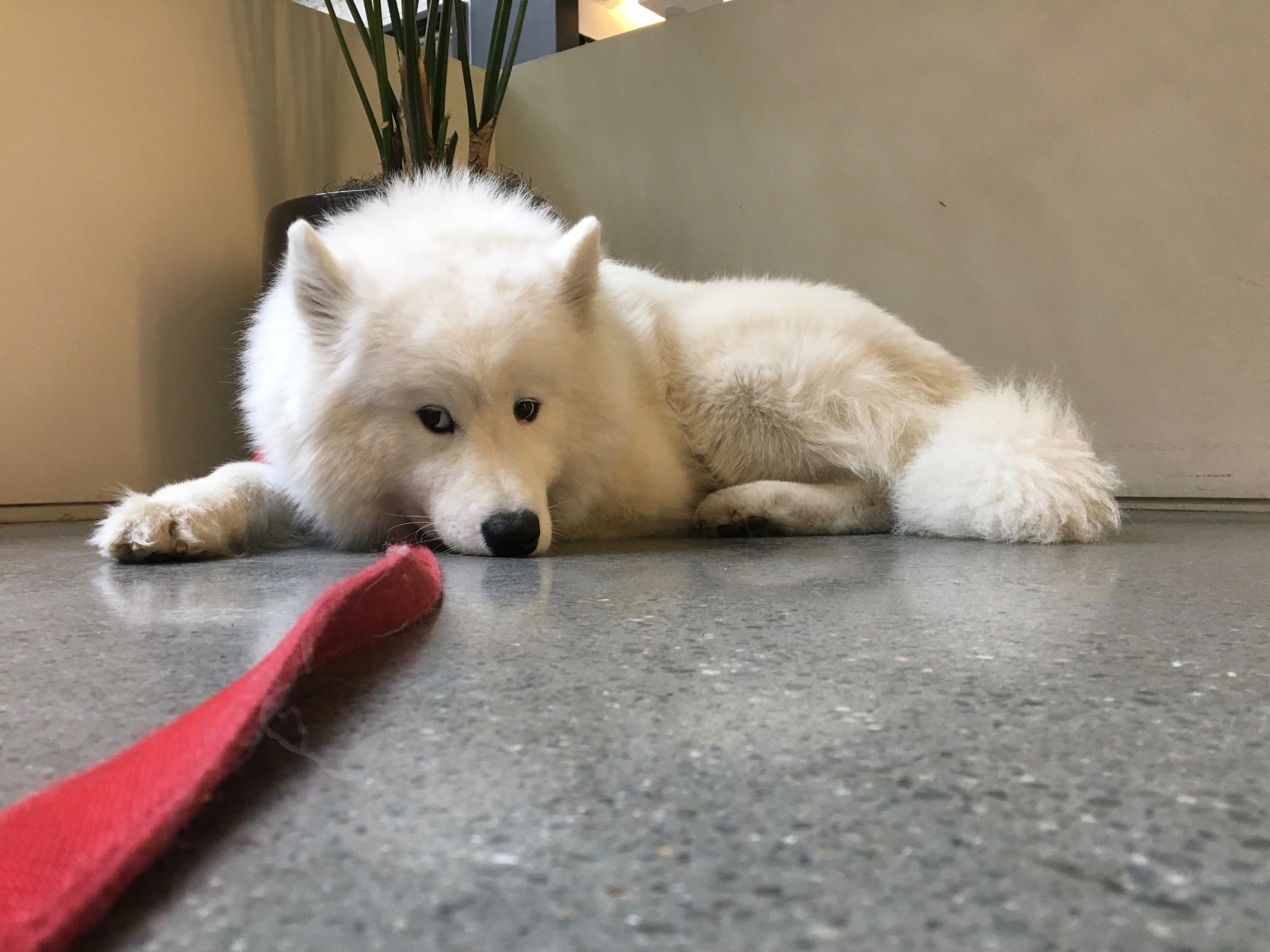 Samoyed Lying Down And Looking Very Depressed