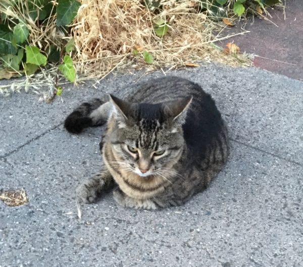 Tiger Tabby Cat Sitting On Concrete