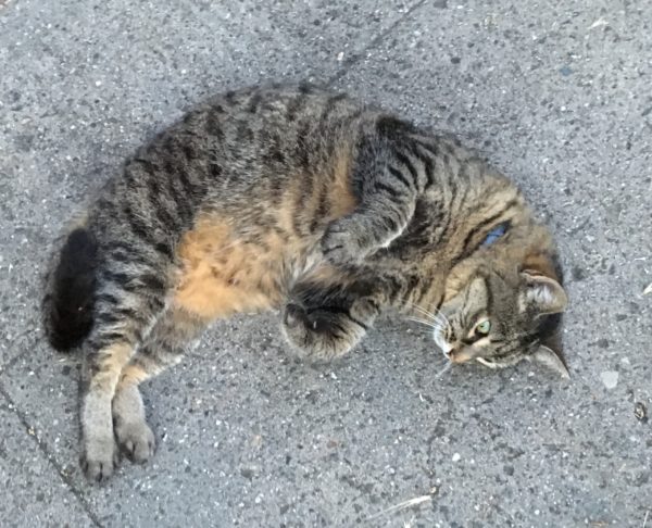 Tiger Tabby Cat Lying On Concrete