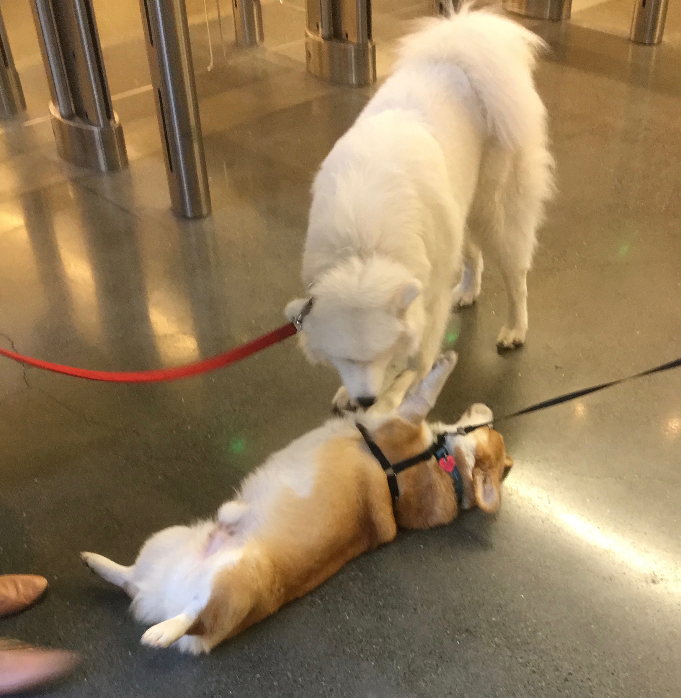 Samoyed Snorgling A Pembroke Welsh Corgi Who Is Lying On His Back On The Floor