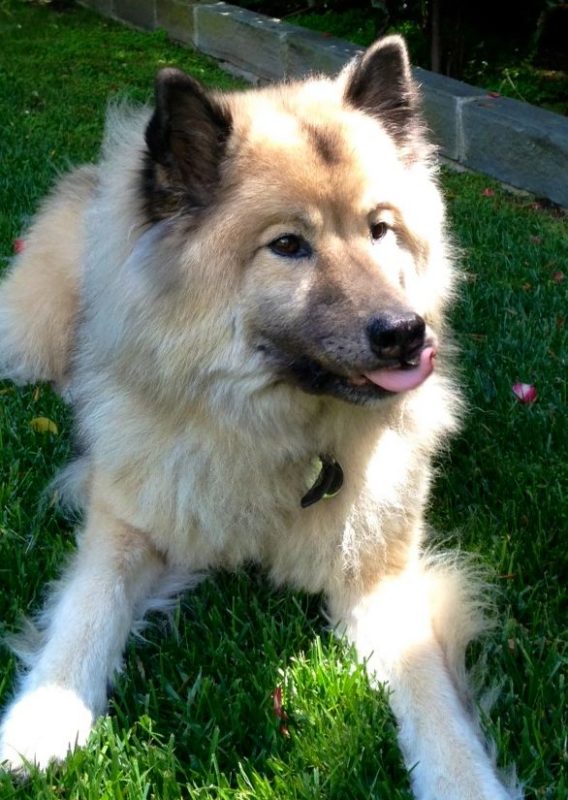 Fluffy Eurasier Sticking Out His Tongue