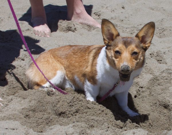Delightedly Happy Pembroke Welsh Corgi With Sand All Over His Muzzle