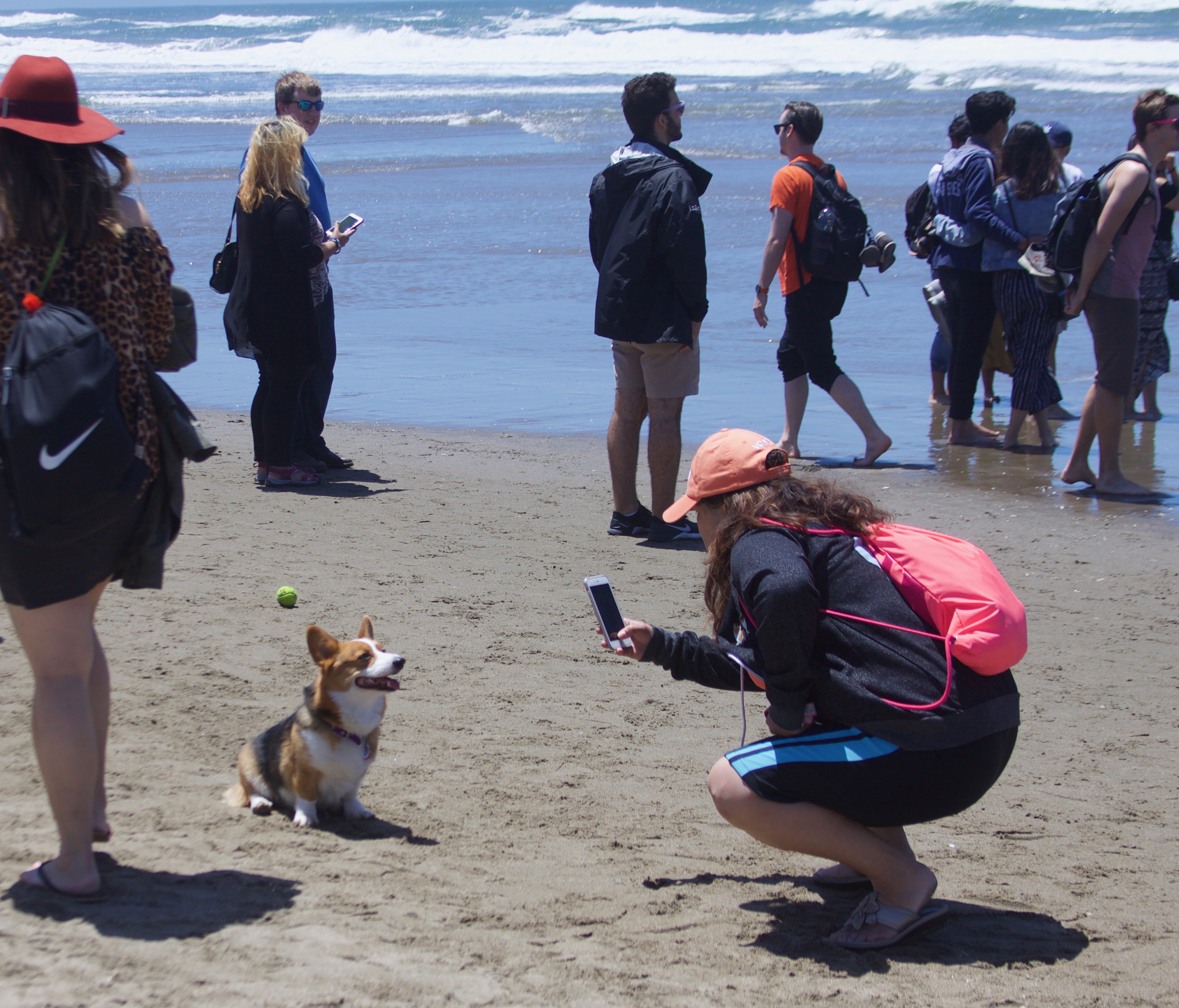 Woman Taking A Picture Of A Grinning Corgi