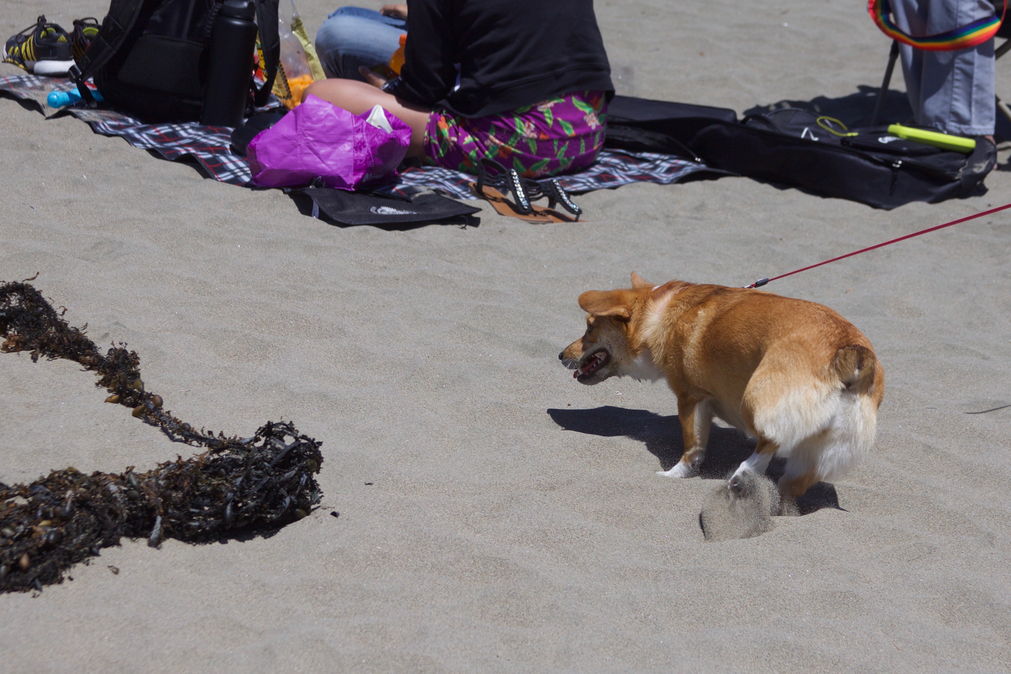 Corgi Eyeing Kelp On Beach