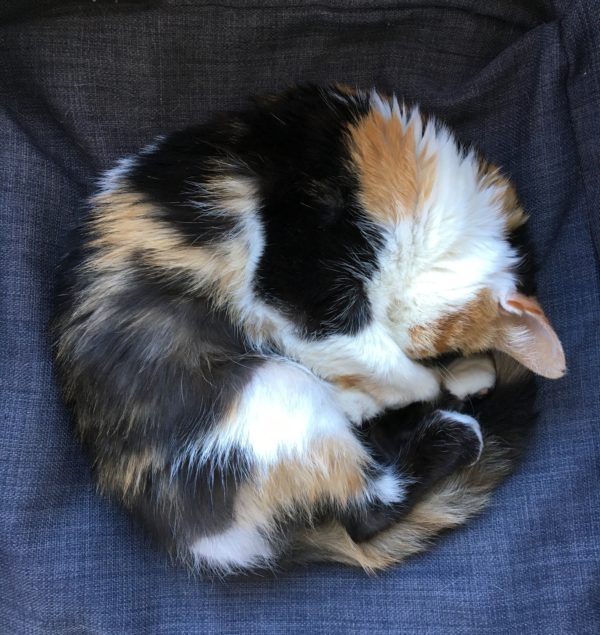 Calico Cat Curled Up In A Cat Bed