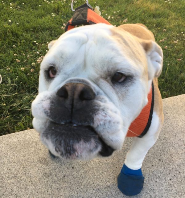 English Bulldog In Blue Boots Staring Into The Camera