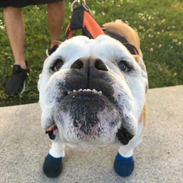 Extreme Closeup Of English Bulldog In Blue Boots Staring Into The Camera