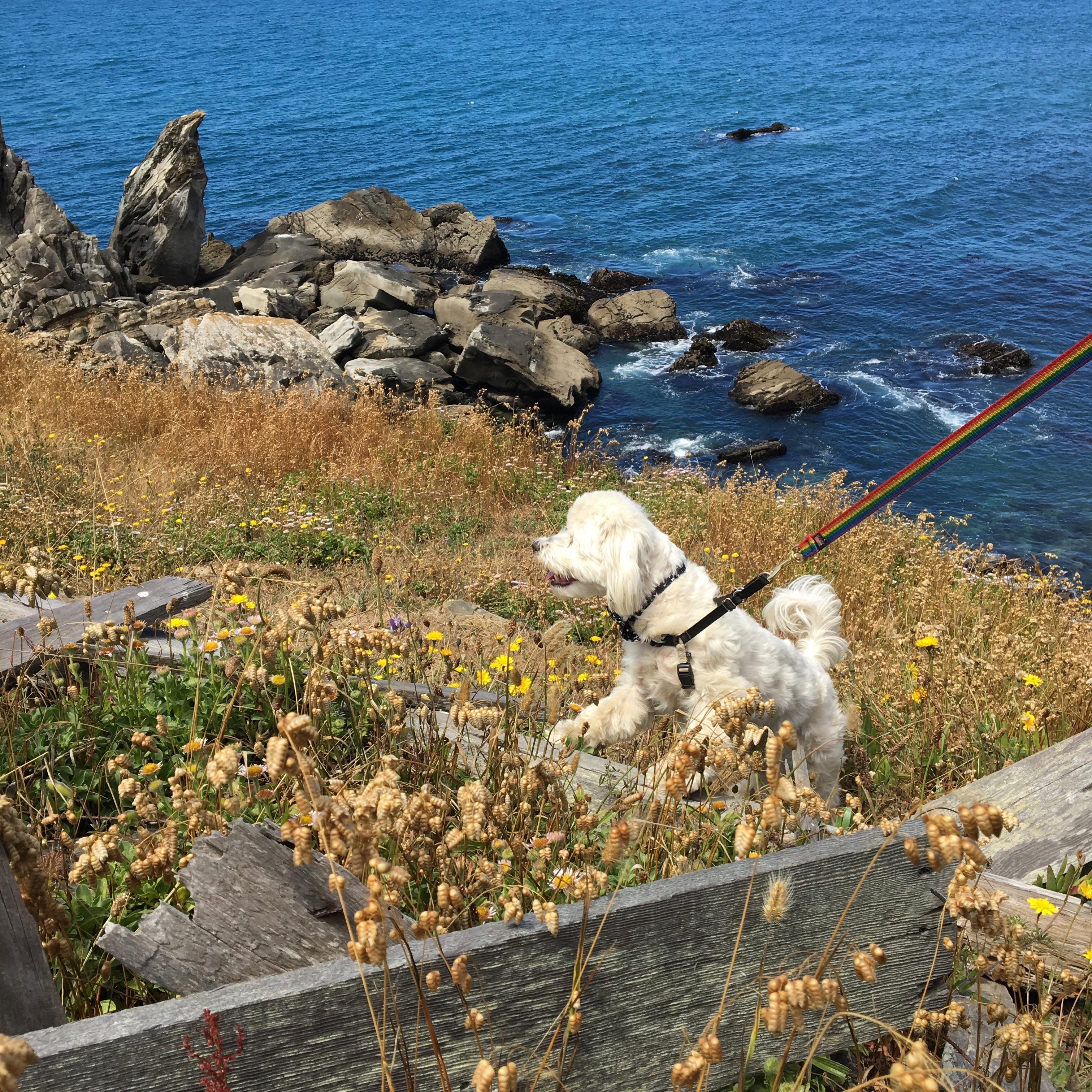 Small Fluffy White Dog Standing In Front Of California Coastline